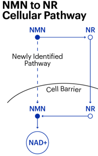 NMN and NR NMN and NR