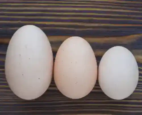 egg phosphatidylserine pure egg phosphatidylserine pure